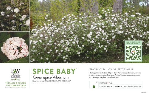 Viburnum Spice Baby™ 11x7" Variety Benchcard