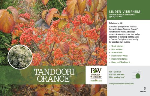 Viburnum Tandoori Orange® 11x7" Variety Benchcard