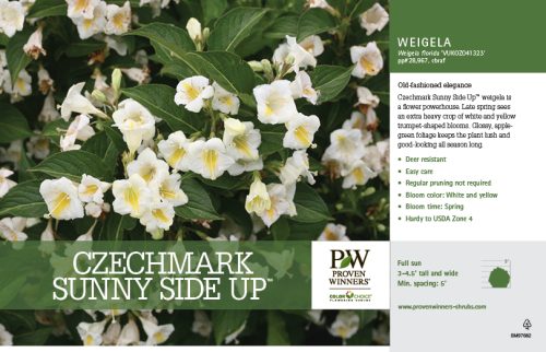 Weigela Czechmark Sunny Side Up™ (Weigela) 11x7" Variety Benchcard