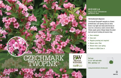 Weigela Czechmark Twopink® (Weigela) 11x7" Variety Benchcard