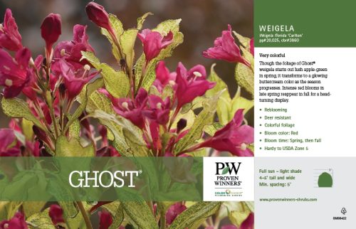 Weigela Ghost® (Weigela) 11x7" Variety Benchcard