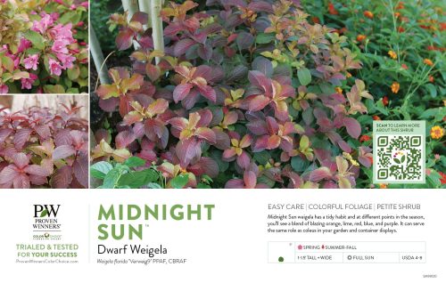 Weigela Midnight Sun® (Weigela) 11x7" Variety Benchcard