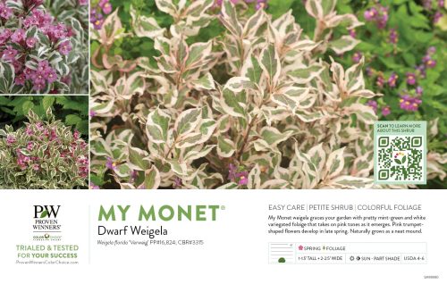 Weigela My Monet® (Weigela) 11x7" Variety Benchcard