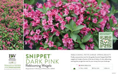 Weigela Snippet® Dark Pink (Weigela) 11x7" Variety Benchcard