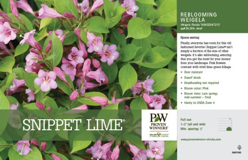 Weigela Snippet Lime® 11x7" Variety Benchcard