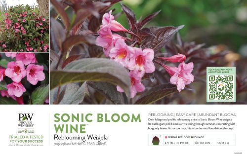 Weigela Sonic Bloom® Wine (Reblooming Weigela) 11x7" Variety Benchcard