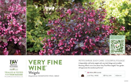 Weigela Very Fine Wine® (Weigela) 11x7" Variety Benchcard