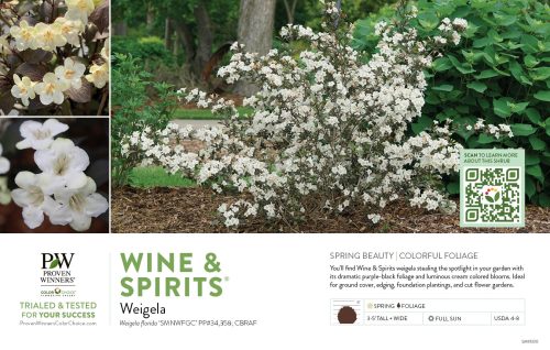 Weigela Wine & Spirits® (Weigela) 11x7" Variety Benchcard