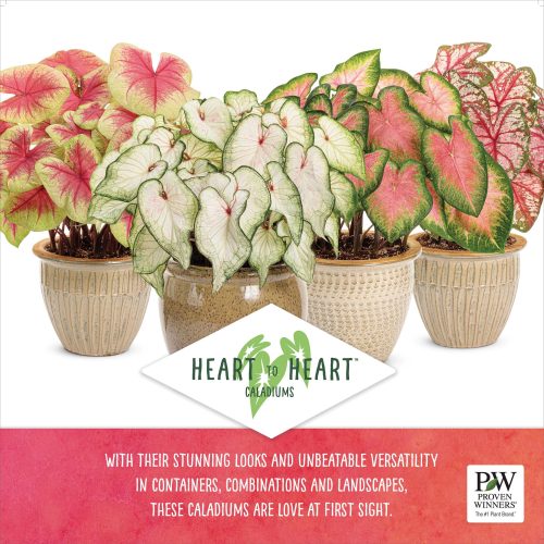 Heart to Heart™ Caladium 23x23" Sign