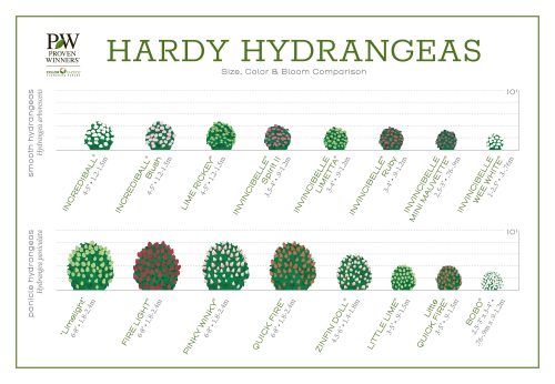 Hydrangea Size, Color & Bloom Comparison 34"x24" Poster